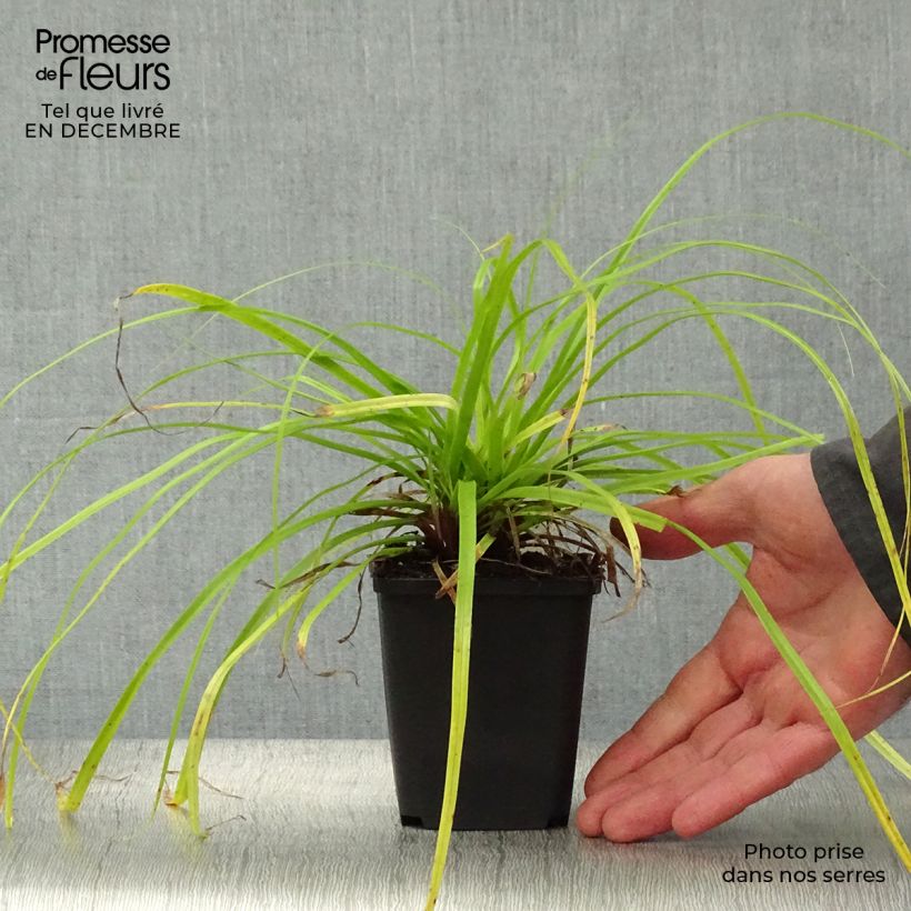 Amostra de Carex oshimensis Everillo Vaso de 8/9 cm tal como entregue no inverno