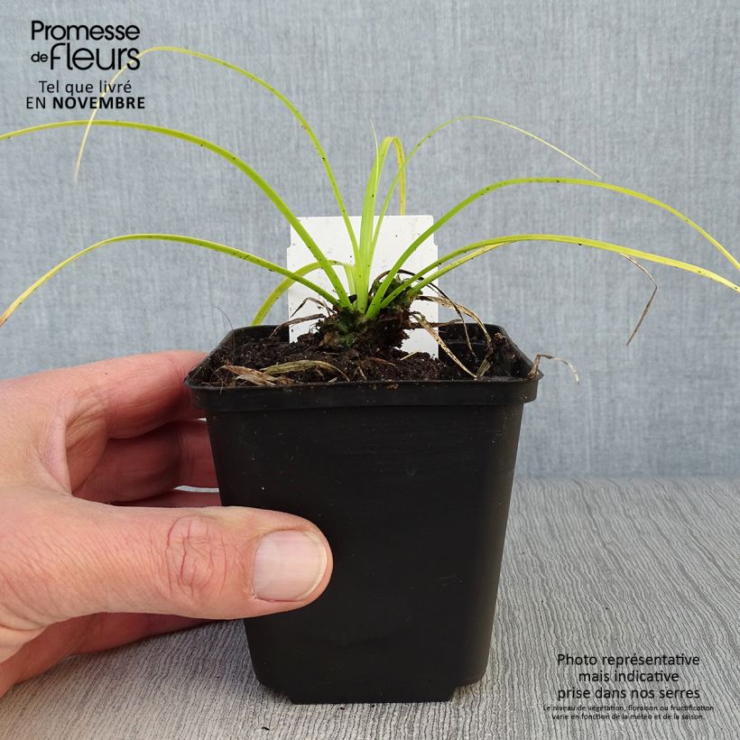Amostra de Carex oshimensis Everillo Vaso de 8/9 cm tal como entregue no outono