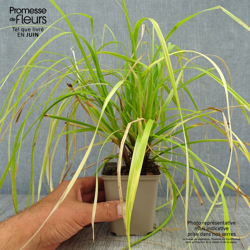 Amostra de Carex oshimensis Everillo Vaso de 8/9 cm tal como entregue no verão