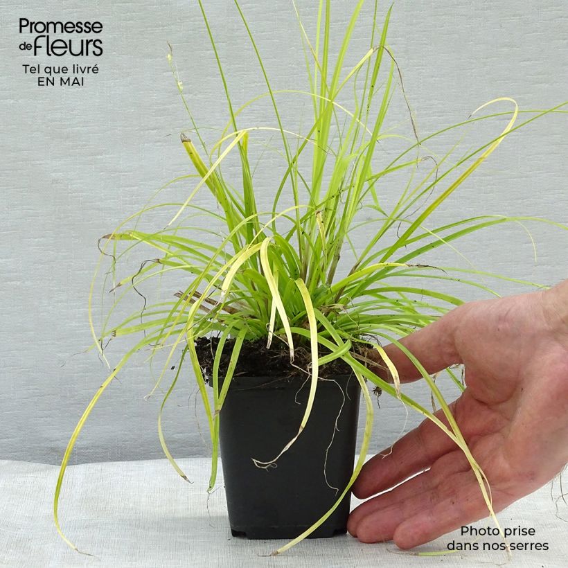 Amostra de Carex oshimensis Everillo Vaso de 8/9 cm tal como entregue na primavera