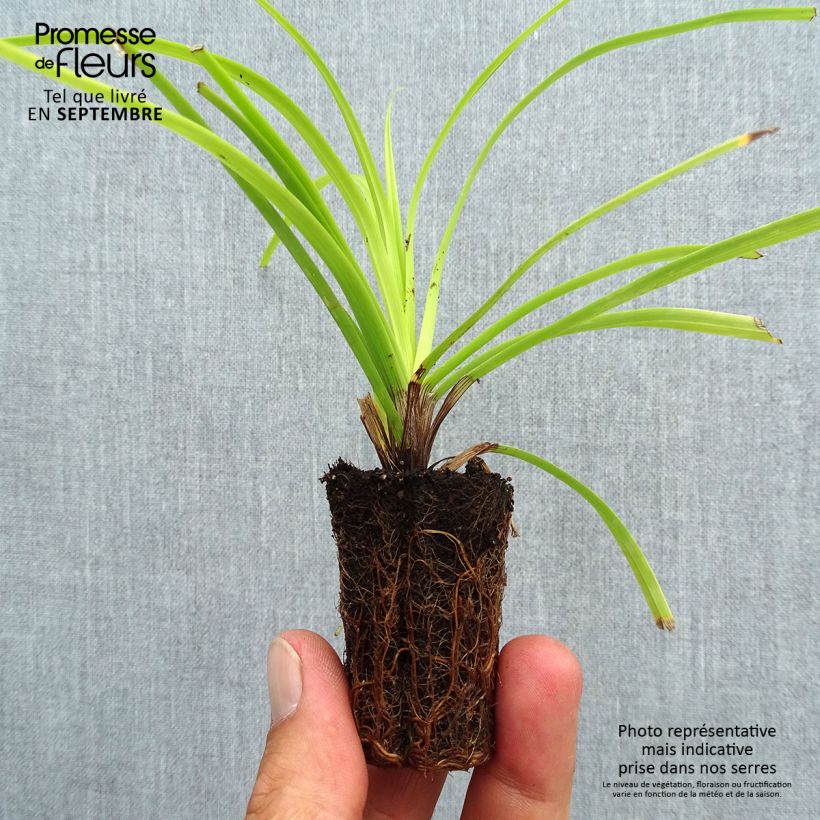 Amostra de Carex oshimensis Everillo Mini-torrão Ø 3/4 cm tal como entregue no outono