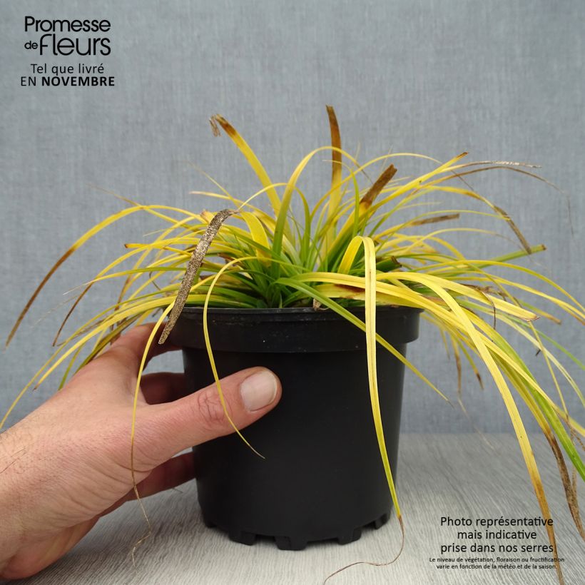 Amostra de Carex oshimensis Everillo Vaso de 2 L/3 L tal como entregue no outono