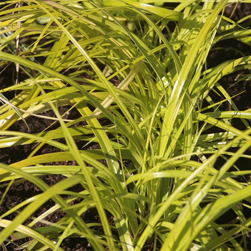 Carex oshimensis Everillo (Folhagem)