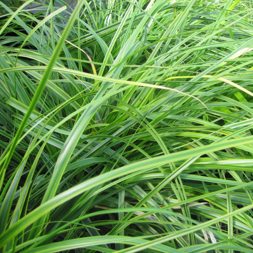 Carex oshimensis Everlime (Folhagem)