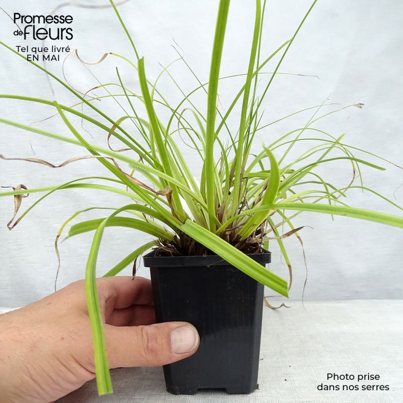 Amostra de Carex oshimensis Everlime Vaso de 8/9 cm tal como entregue na primavera