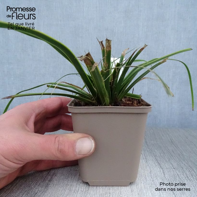 Amostra de Carex oshimensis Everlime - Laîche d'Oshima  Vaso de 8/9 cm tal como entregue no inverno