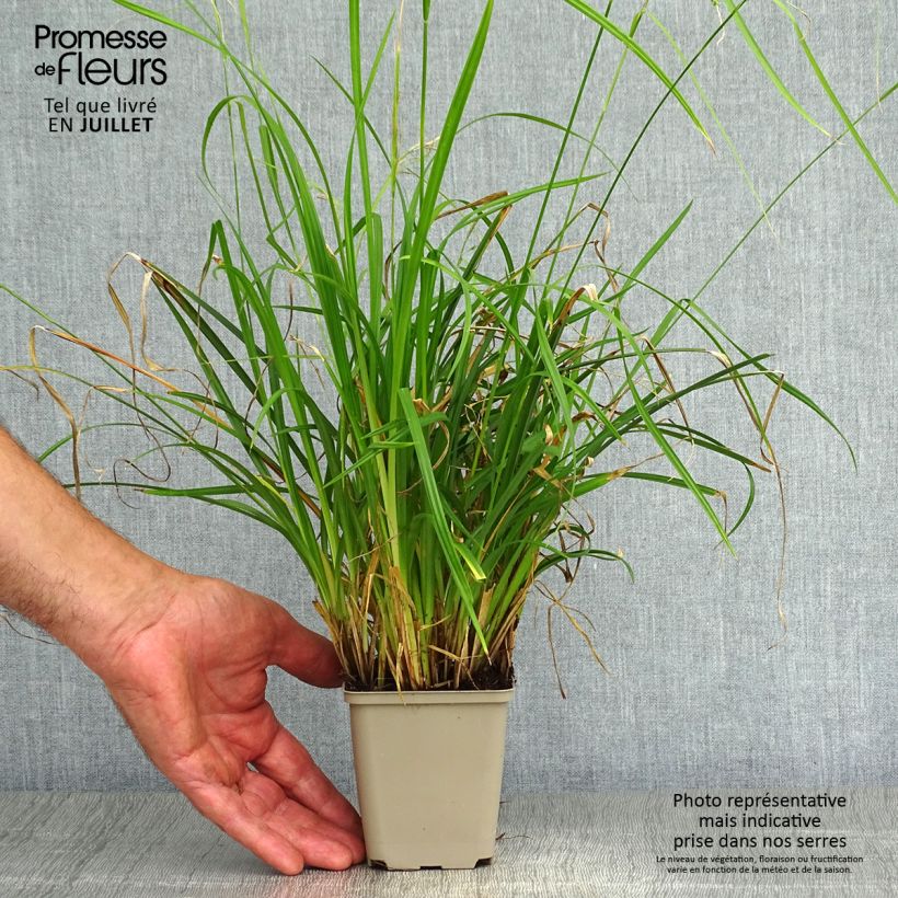 Amostra de Carex oshimensis Everlime Vaso de 8/9 cm tal como entregue no verão