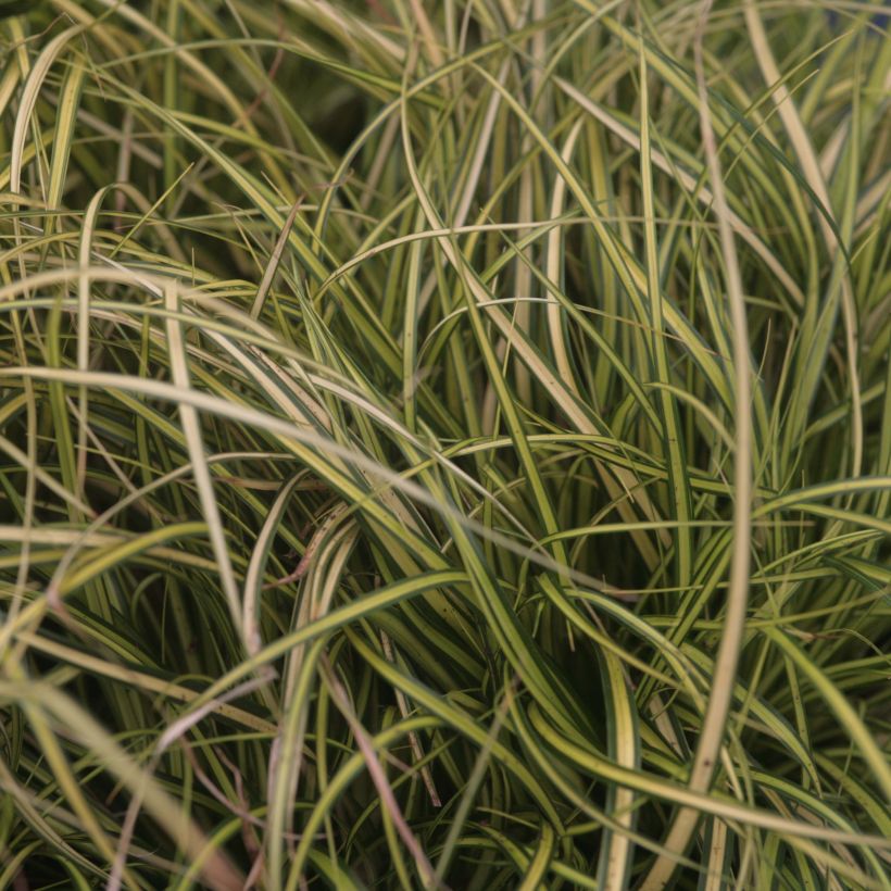 Carex oshimensis Eversheen (Folhagem)