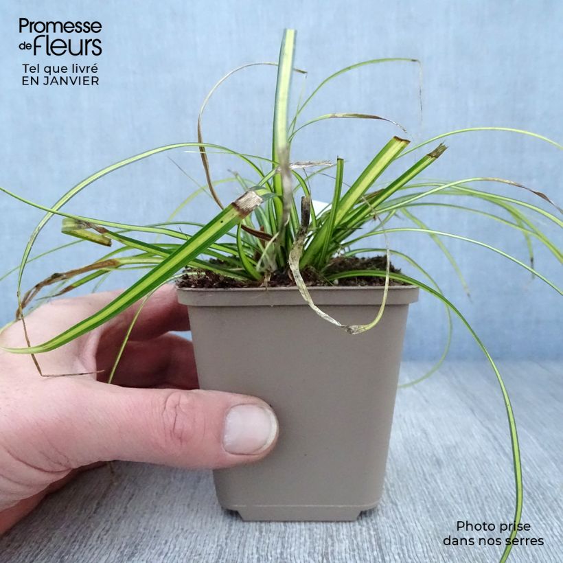 Amostra de Carex oshimensis Eversheen - Laîche d'Oshima Vaso de 8/9 cm tal como entregue no inverno