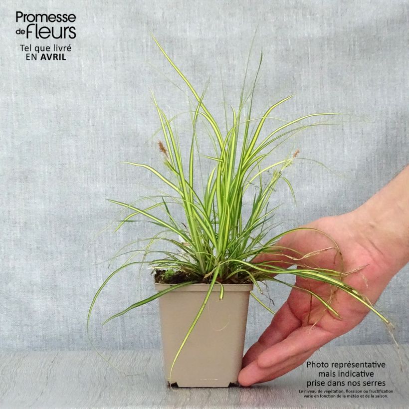 Amostra de Carex oshimensis Eversheen Vaso de 8/9 cm tal como entregue na primavera
