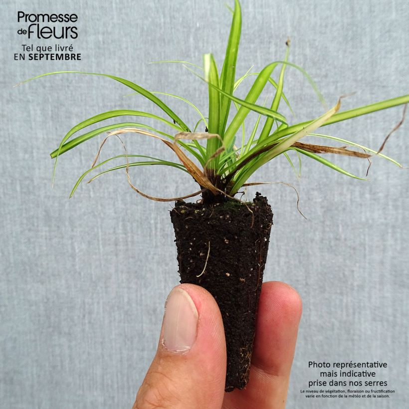 Amostra de Carex oshimensis Eversheen Mini-torrão Ø 3/4 cm tal como entregue no outono