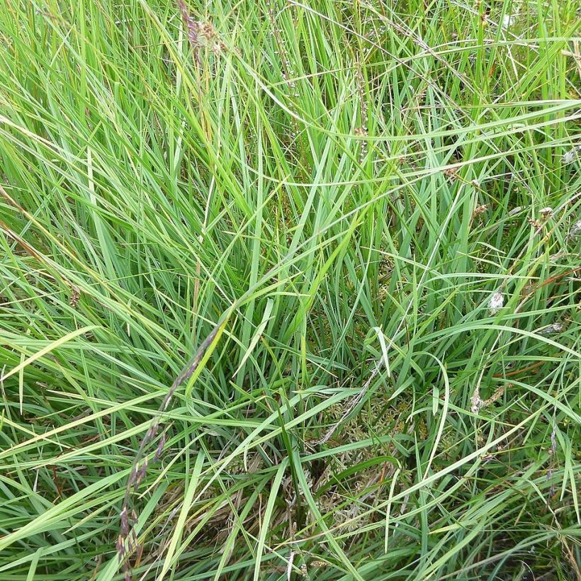 Carex panicea (Folhagem)
