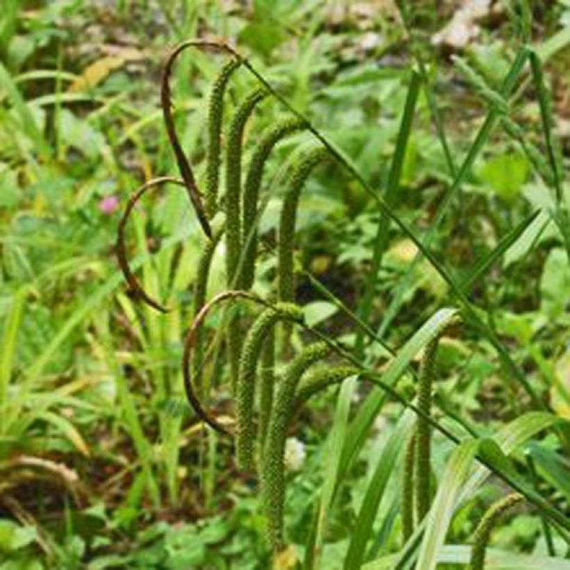 Carex pendula (Floração)