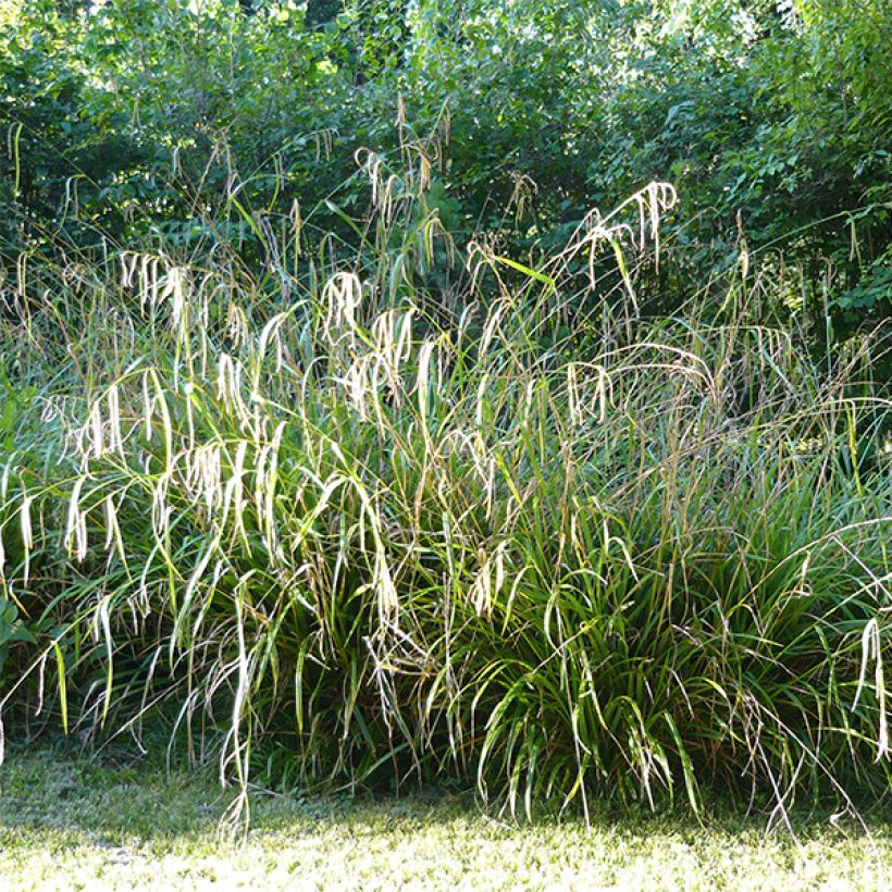 Carex pendula (Hábito)