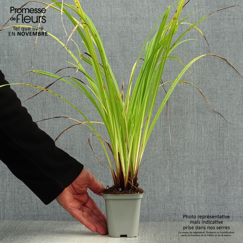 Amostra de Carex pendula Vaso de 8/9 cm tal como entregue no outono