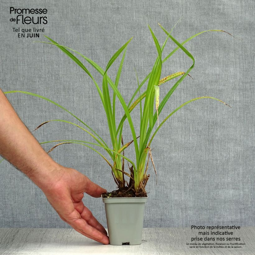 Amostra de Carex pendula Vaso de 8/9 cm tal como entregue no verão