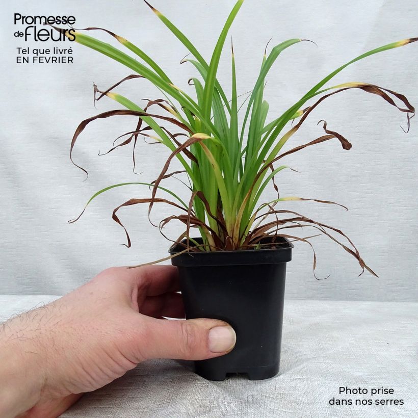 Amostra de Carex pendula - Laîche pendante Vaso de 8/9 cm tal como entregue no inverno
