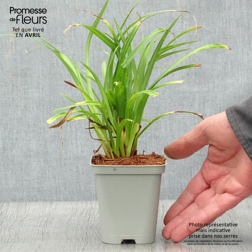 Amostra de Carex pendula Vaso de 8/9 cm tal como entregue na primavera