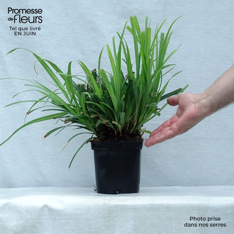 Amostra de Carex pendula Vaso de 2 L/3 L tal como entregue no verão