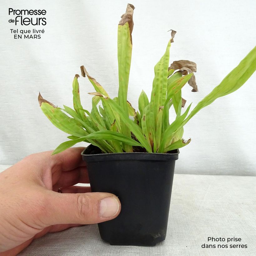 Amostra de Carex plantaginea Vaso de 8/9 cm tal como entregue na primavera