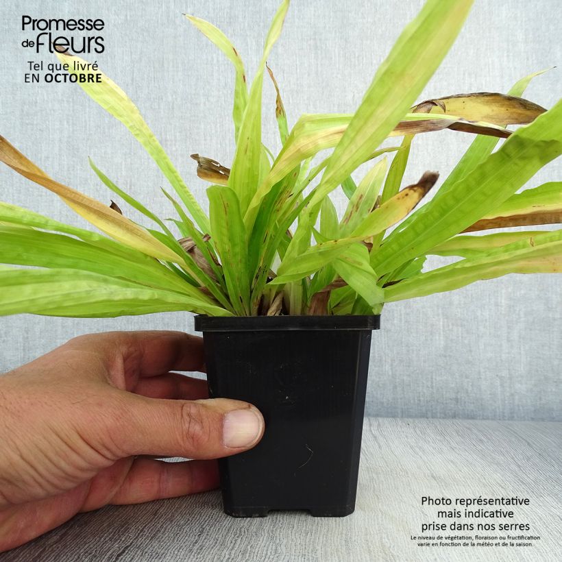 Amostra de Carex plantaginea Vaso de 8/9 cm tal como entregue no outono