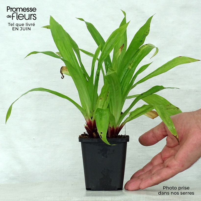 Amostra de Carex plantaginea Vaso de 8/9 cm tal como entregue no verão