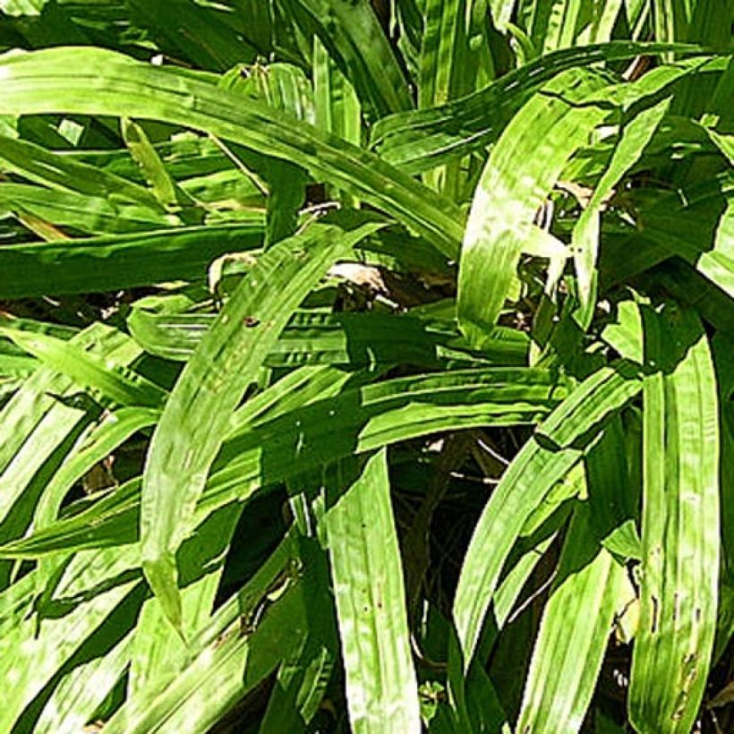 Carex plantaginea (Folhagem)