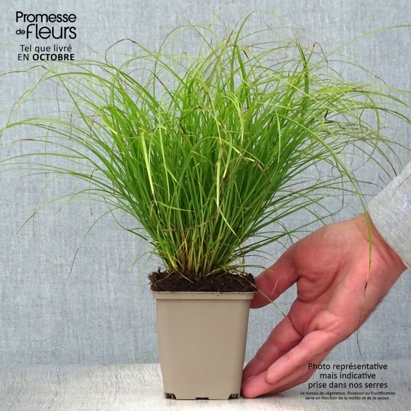 Amostra de Carex remota Vaso de 8/9 cm tal como entregue no outono