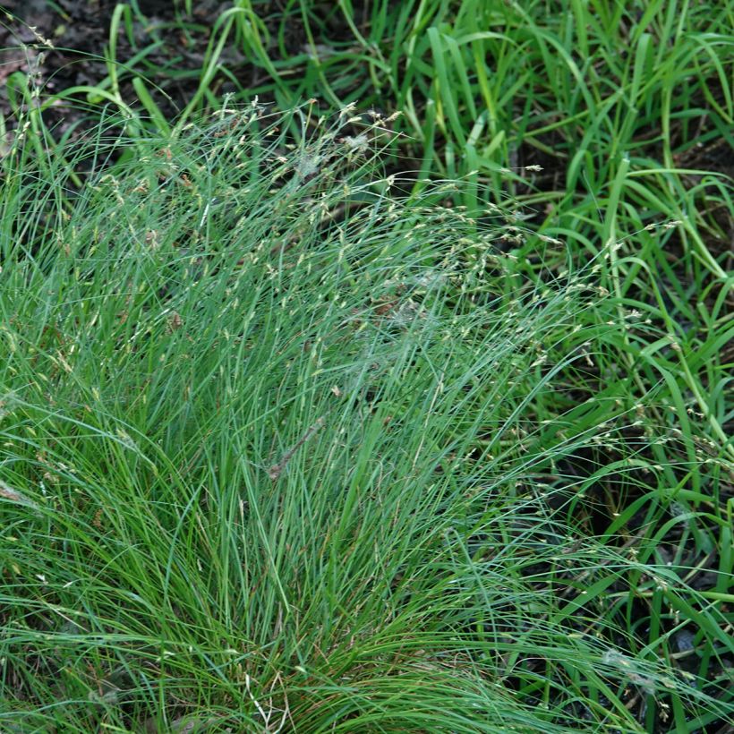 Carex remota (Hábito)