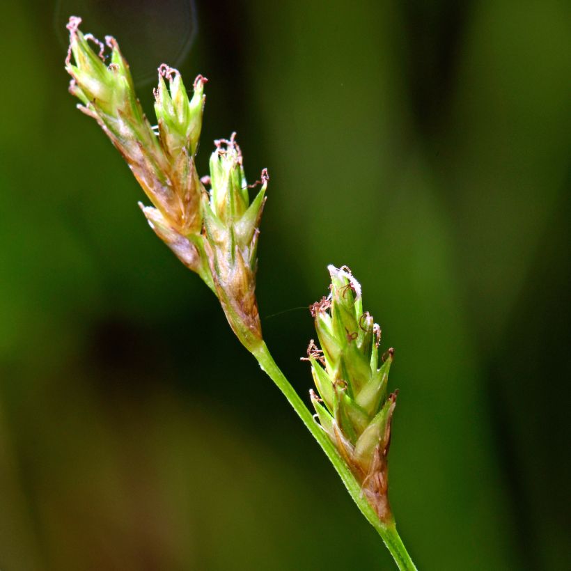 Carex remota (Floração)