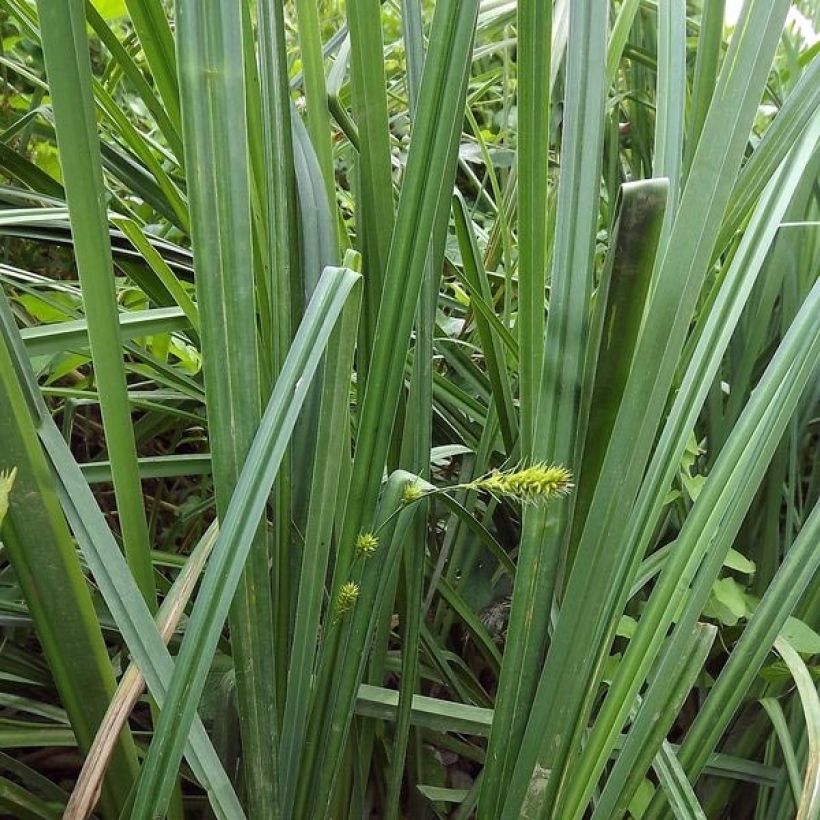 Carex riparia (Folhagem)