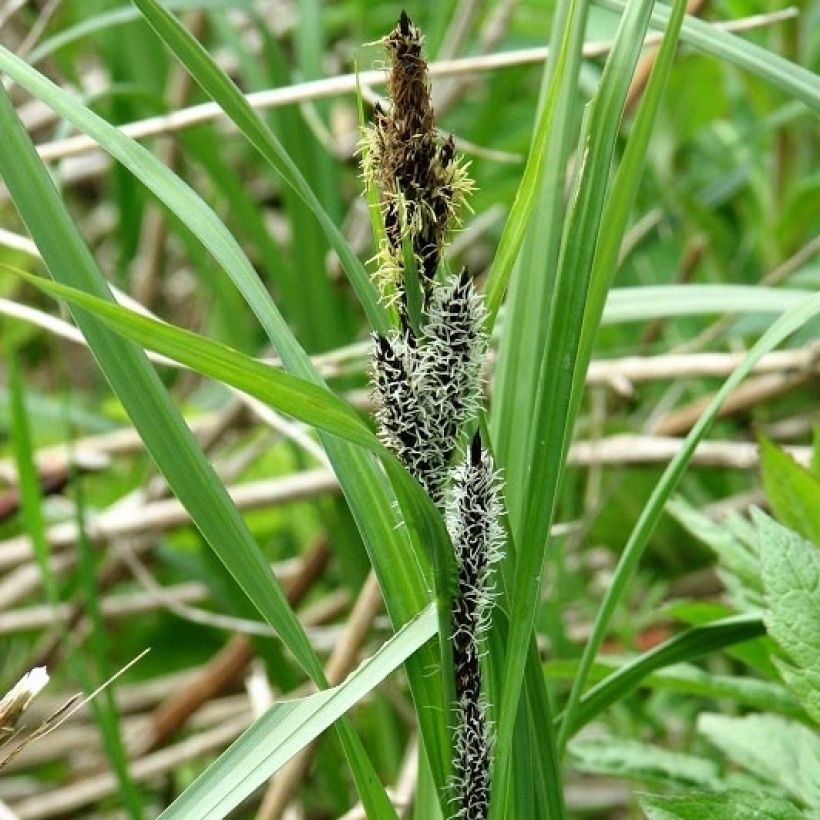 Carex riparia (Floração)