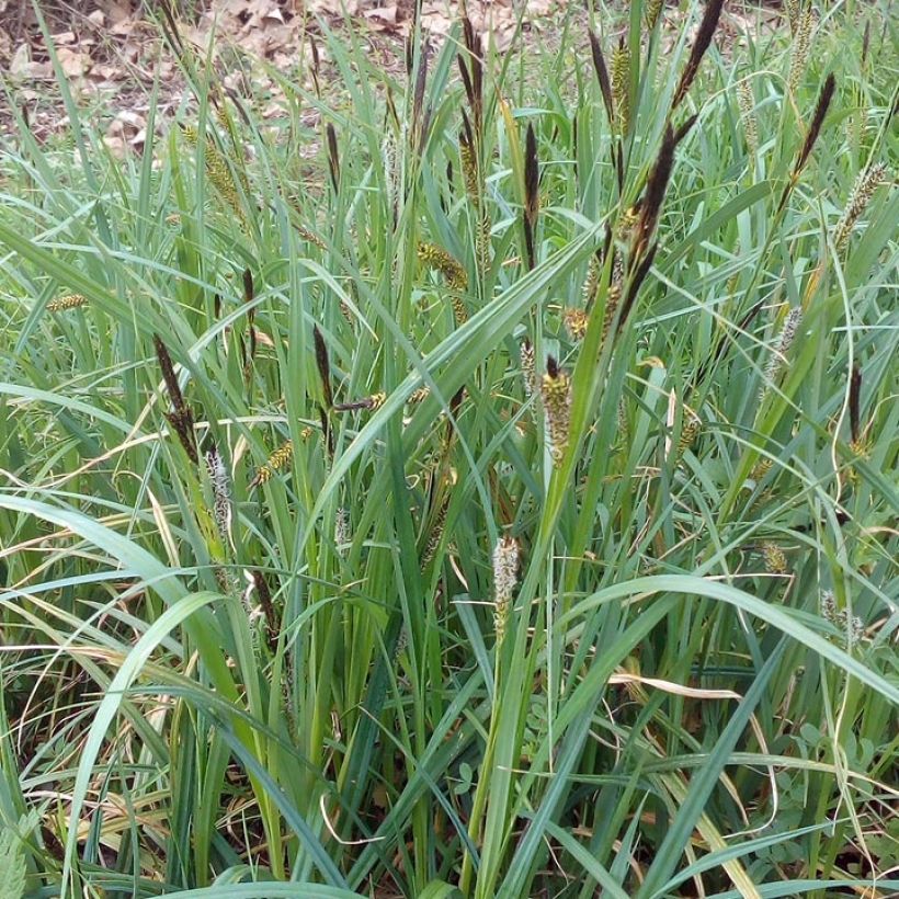 Carex riparia (Hábito)