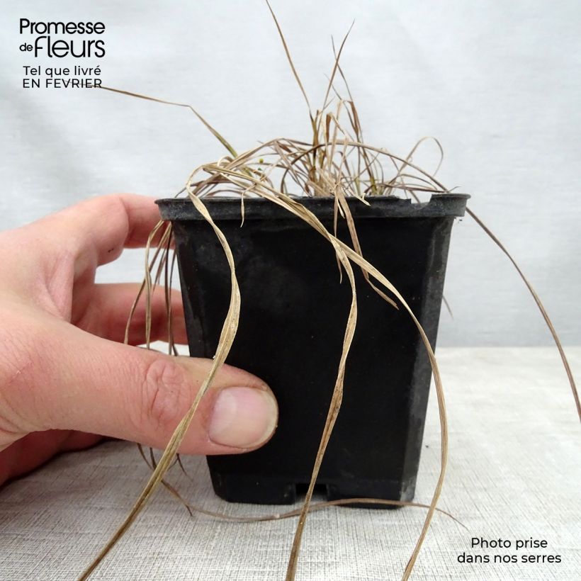 Amostra de Carex riparia Variegata - Laîche des rives panachée Vaso de 8/9 cm tal como entregue no inverno