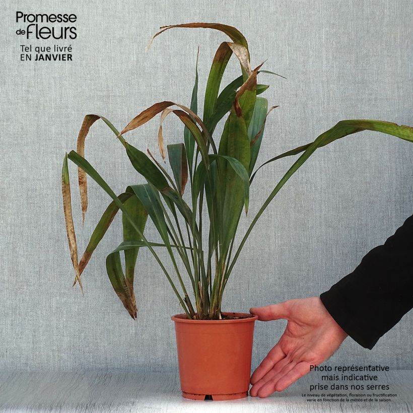 Amostra de Carex scaposa - Laîche de Chine Vaso de 1 L/1,5 L tal como entregue no inverno