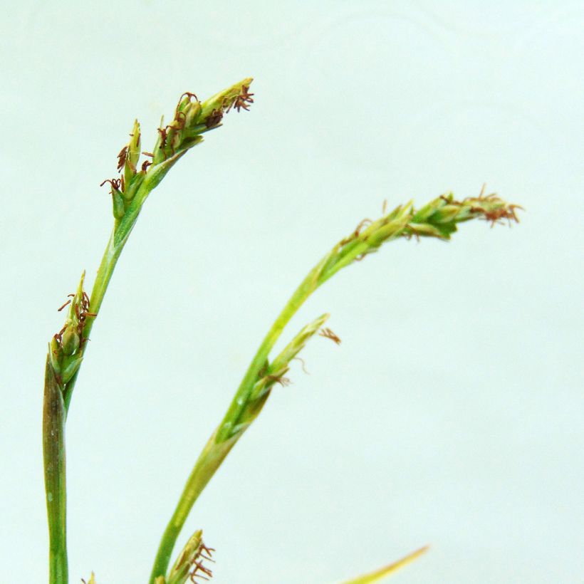 Carex siderosticha Variegata (Floração)