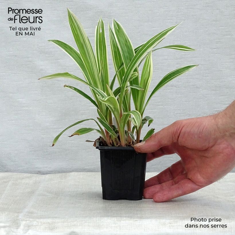Amostra de Carex siderosticha Variegata Vaso de 8/9 cm tal como entregue na primavera