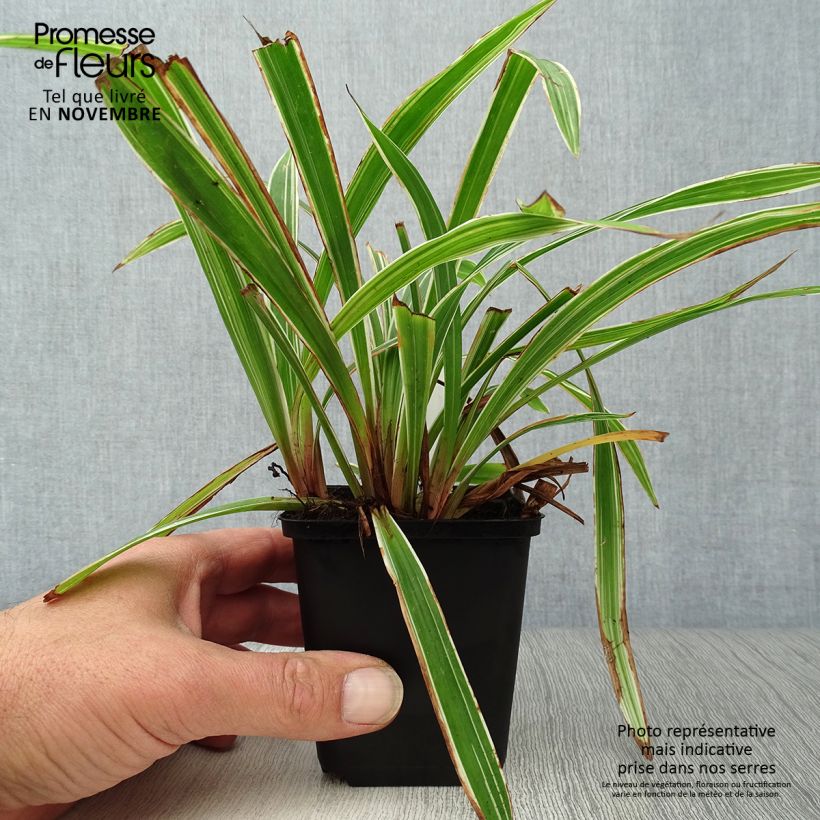Amostra de Carex siderosticha Variegata Vaso de 8/9 cm tal como entregue no outono