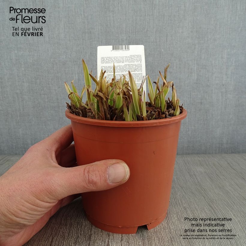 Amostra de Carex siderosticha Variegata - Laîche Vaso de 1 L/1,5 L tal como entregue no inverno