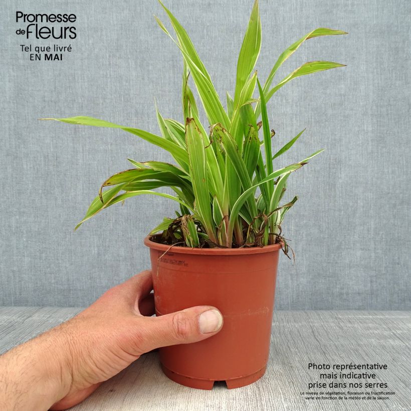 Amostra de Carex siderosticha Variegata Vaso de 1 L/1,5 L tal como entregue na primavera