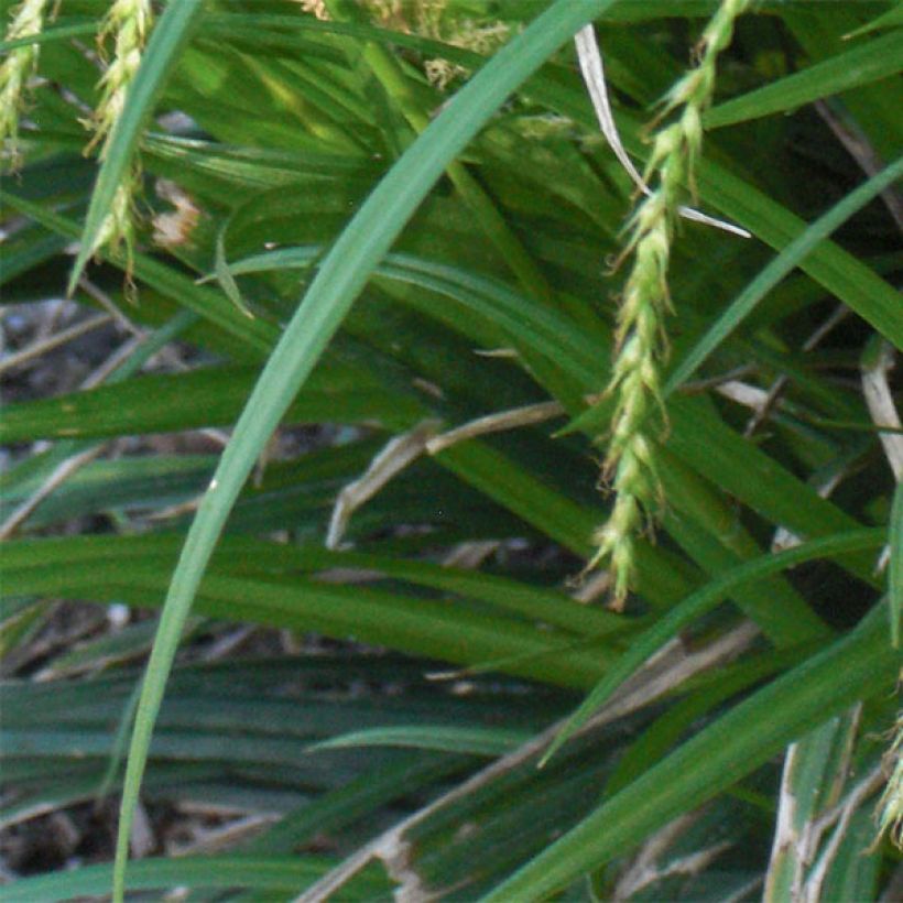 Carex sylvatica (Folhagem)