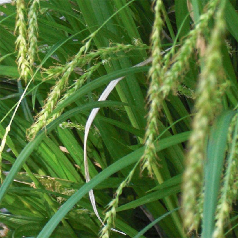 Carex sylvatica (Floração)