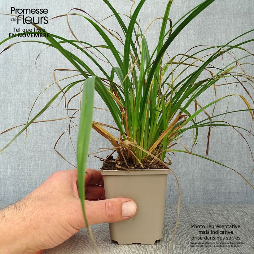 Amostra de Carex sylvatica Vaso de 8/9 cm tal como entregue no outono