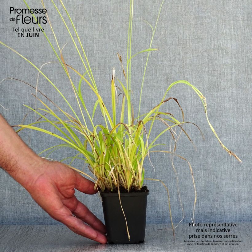 Amostra de Carex sylvatica Vaso de 8/9 cm tal como entregue no verão