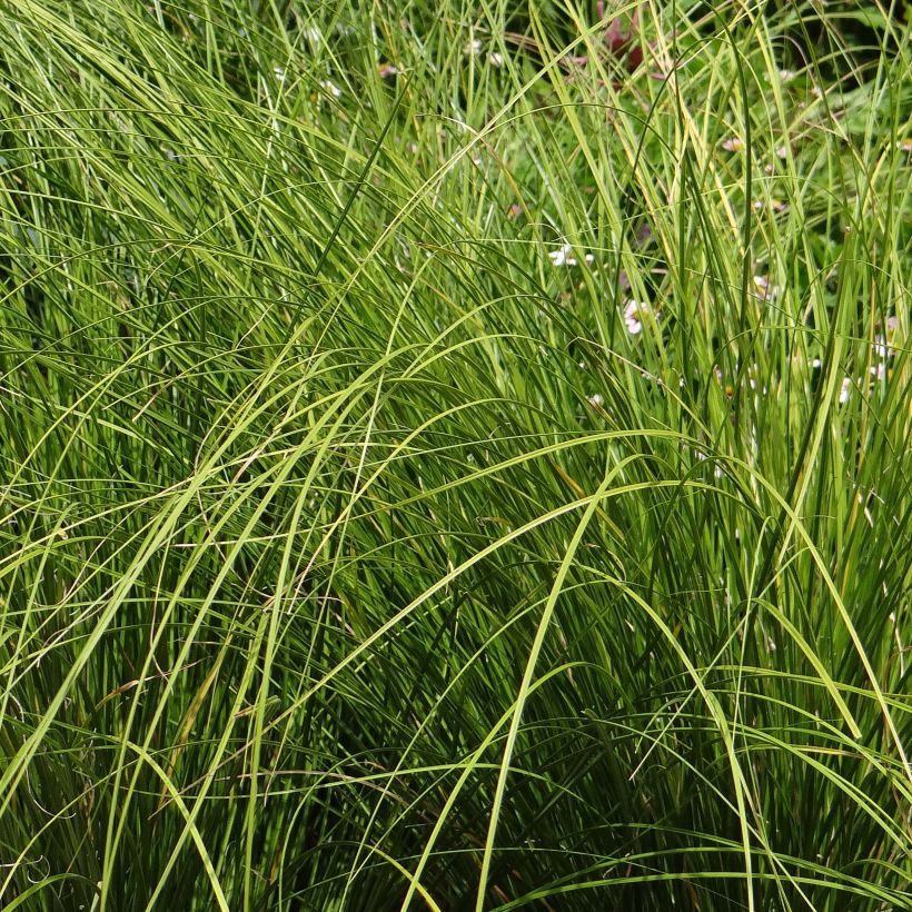 Carex testacea Lime Shine (Folhagem)