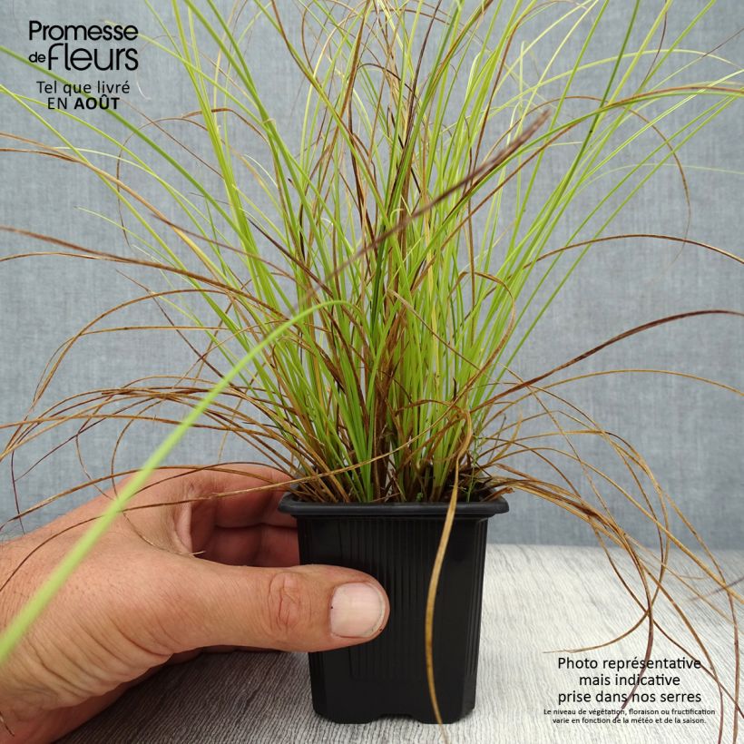 Amostra de Carex testacea Lime Shine Vaso de 8/9 cm tal como entregue no verão