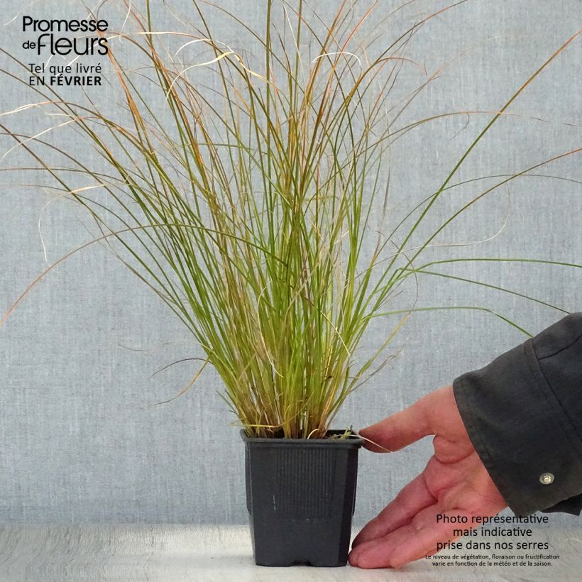 Amostra de Carex testacea Lime Shine - Laîche Vaso de 8/9 cm tal como entregue no inverno