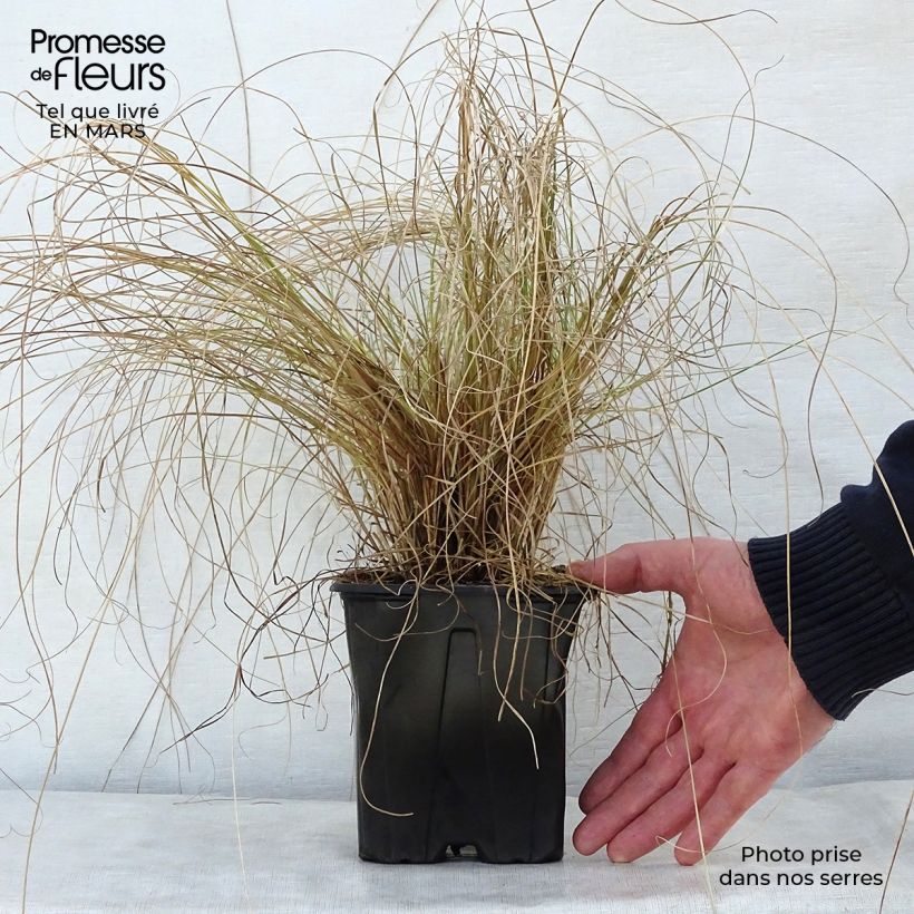 Amostra de Carex testacea Lime Shine Vaso de 2 L/3 L tal como entregue na primavera