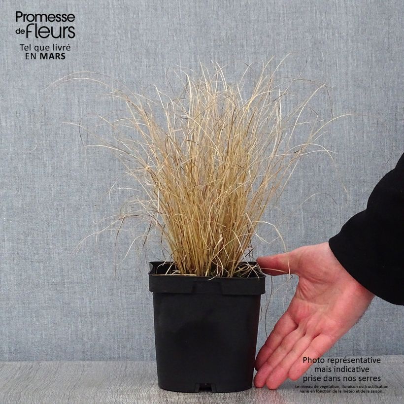 Amostra de Carex testacea Lime Shine - Laîche Vaso de 2 L/3 L tal como entregue no inverno