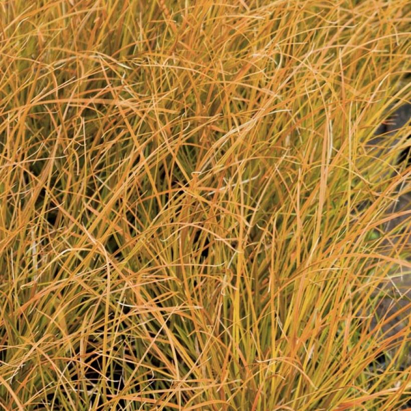 Carex testacea Prairie Fire (Folhagem)